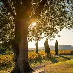 Bed & Breakfast Chateau Toulouse-lautrec 4*